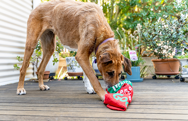 dog enrichment at christmas tips